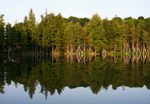 Closeup of fir forest by the lake against the mirrored water