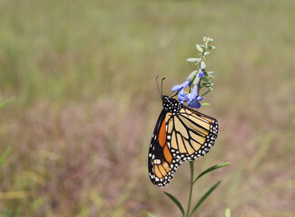 Monarch butterfly with a threatened species in Illinois, wild blue sage, in Morton Grove, Illinois