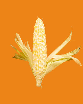 Image of yellow corn on orange background