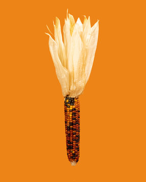 Image of multicolored dried corn on orange background