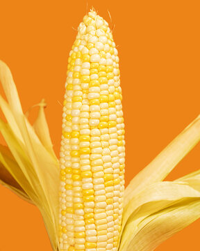 Image of yellow corn on orange background
