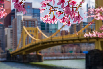Pittsburgh Spring Cherry Blossoms - obrazy, fototapety, plakaty