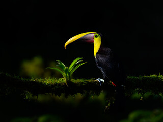 Yellow-throated Toucan portrait on mossy stick against black background