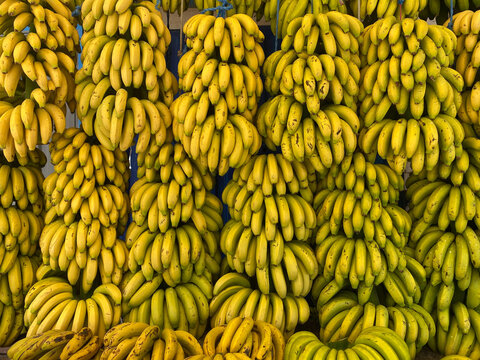 Bunches of fresh yellow bananas hanging in market