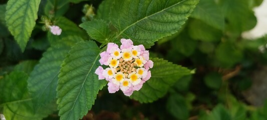Lantan Plant purple flowers. clicked in Abra Naif Dubai.