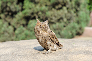 An injured owl
