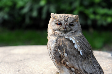 An injured owl
