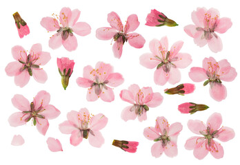 Pressed and dried almond flowers. Isolated on white background. For use in scrapbooking, floristry...