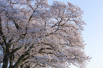 満開を迎えた美しい桜の花