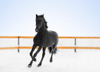 Black Trakener  horse running on snow winter field