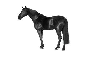Fototapeta na wymiar black equestrian powerful horse white isolated