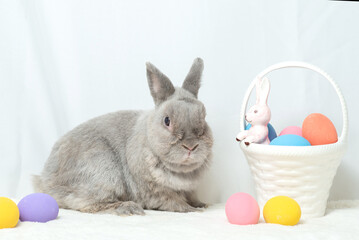 Adorable gray rabbit sit with easter colorful eggs basket isolated white background. Cute fur easter bunny. Sweet furry small wabbit. Portrait baby funny little pet. Puppy easter festival rabbit.