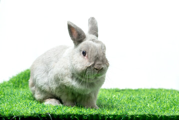 Adorable gray rabbit sit isolated white background. Cute fur easter bunny are rodent mammal. Sweet furry small wabbit. Portrait baby grey funny little pet. Puppy hare animal on green grass field