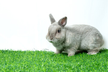 Adorable gray rabbit sit isolated white background. Cute fur easter bunny are rodent mammal. Sweet furry small wabbit. Portrait baby grey funny little pet. Puppy hare animal on green grass field
