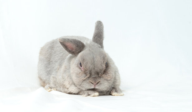 Adorable gray rabbit isolated white background. Cute fur easter bunny are rodent mammal. Sweet furry small wabbit sit on floor. Portrait baby grey funny little pet. Puppy hare long ears animal