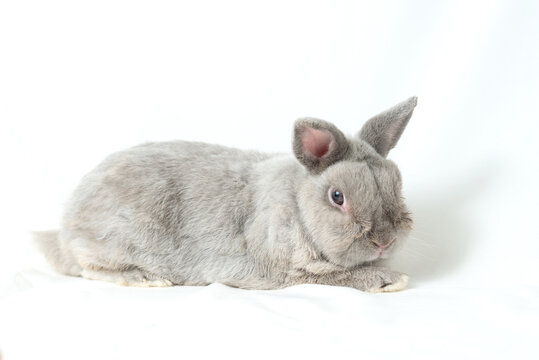 Adorable gray rabbit isolated white background. Cute fur easter bunny are rodent mammal. Sweet furry small wabbit sit on floor. Portrait baby grey funny little pet. Puppy hare long ears animal