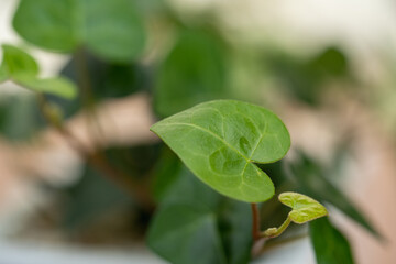 ハートアイビー12へデラヘリックス　サーク