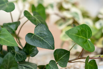 ハートアイビー11へデラヘリックス　サーク