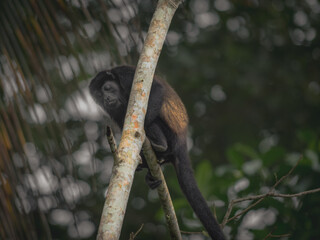 Howler monkey in Costa Rica