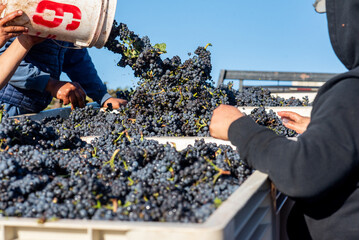 Red Grape Harvest