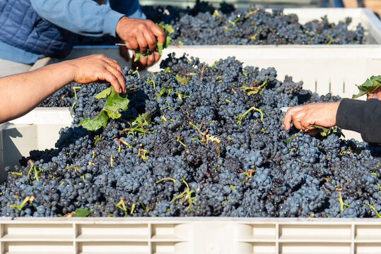 Red Grape Harvest