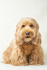 Happy Cockapoo dog sitting with doubt, suspicion on floor isolated white background. Puppy Cockapoo or adorable cocker mixed breeding animal (brown fur Cocker Spaniel, Poodle) Funny hairy canine