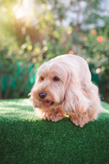 Happy Cockapoo dog sit on green grass. Puppy Cockapoo or adorable cocker is mixed breeding animal (brown fur Cocker Spaniel, Poodle) Funny hairy canine. Cute Cocker dog in garden blurry background