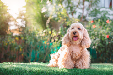 Happy Cockapoo dog sit on green grass. Puppy Cockapoo or adorable cocker is mixed breeding animal (brown fur Cocker Spaniel, Poodle) Funny hairy canine. Cute Cocker dog in garden blurry background