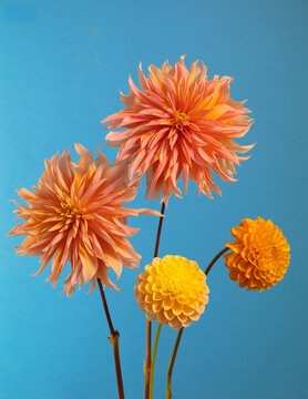 several dahlias of different shapes and colors
