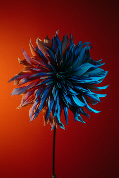A blue Dahlia with a vibrant red background.