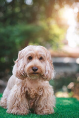 Happy Cockapoo dog sit on green grass. Puppy Cockapoo or adorable cocker is mixed breeding animal (brown fur Cocker Spaniel, Poodle) Funny hairy canine. Cute Cocker dog in garden blurry background