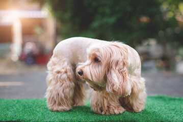 Happy Cockapoo dog standing on green grass. Puppy Cockapoo or adorable cocker is mixed breeding animal (brown fur Cocker Spaniel, Poodle) Funny hairy canine. Cute Cocker dog in park blurry background