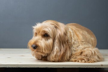 Happy Cockapoo dog lying on wooden table. Puppy Cockapoo or adorable cocker is mixed breeding...