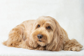 Happy Cockapoo dog lying on floor isolated white background. Puppy Cockapoo or adorable cocker is mixed breeding animal (brown fur Cocker Spaniel, Poodle) Funny hairy canine. Cute dog lay on table