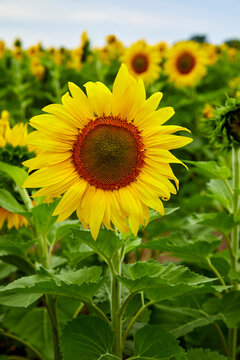 Yellow sunflower growing in a large farm field near Minneapolis Minnesota USA
