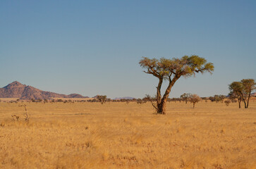 Large Acacia tree in the african savanna  of Namibia, Africa