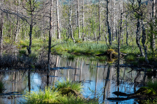 Wetlands