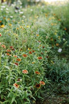 close up of marigold flowers on a farm