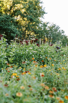 close up of marigold flowers on a farm