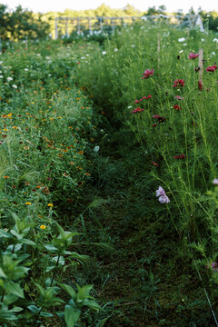 rows of cosmos and zinnia flowers on a farm