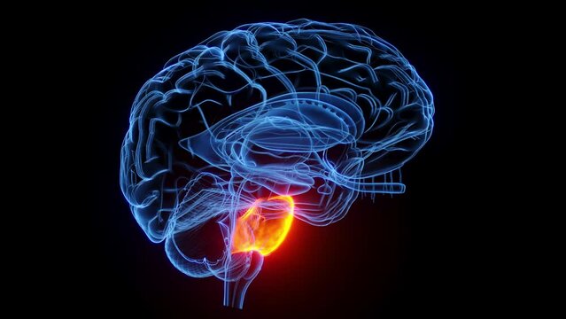 3D rendered medical animation of the pons