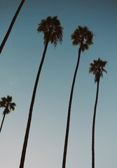 Obraz premium Los Angeles palm trees on a clear and calm morning