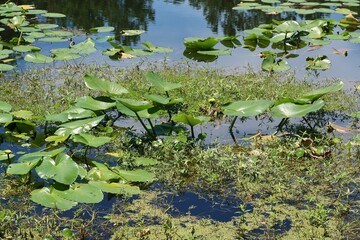 Water lily leaves in the pond in Florida nature