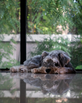 Portrait of a miniature schnauzer chilling at home