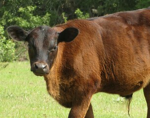Brown calf in the field on Florida farm, closeup © natalya2015