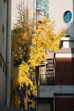 Yellow tree in the city
