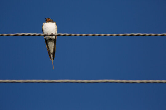 Swallow bird summer nature sky wire