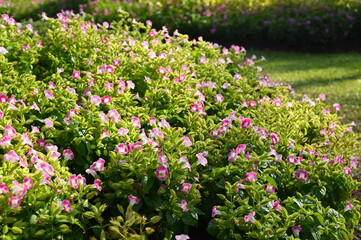 beautiful flower and green grass in the garden