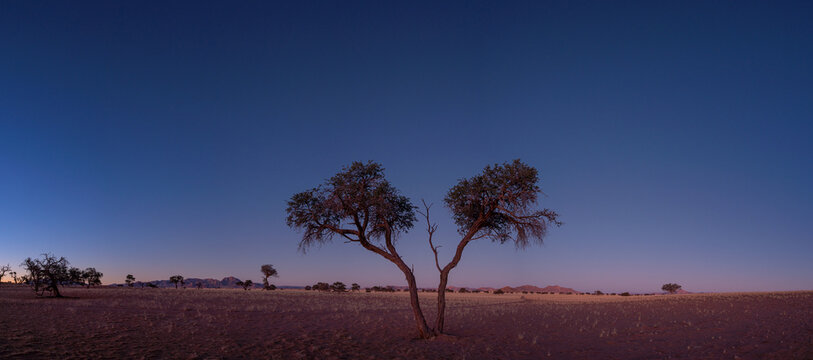 Large Acacia tree in the african savanna at sunset of Namibia, Africa