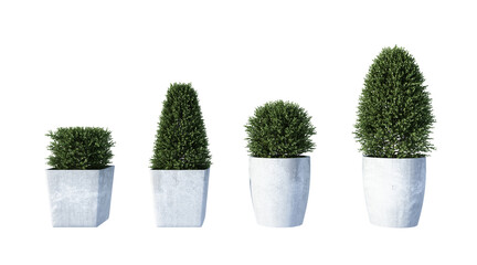 plant in a pot on white background